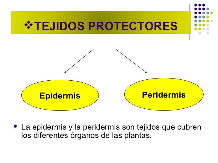 epidermis y peridermis vegetal
